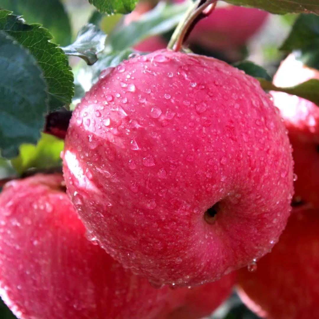 【张婷儿专属】阿克苏冰糖心苹果，脆甜爽口，带箱9.5-10斤