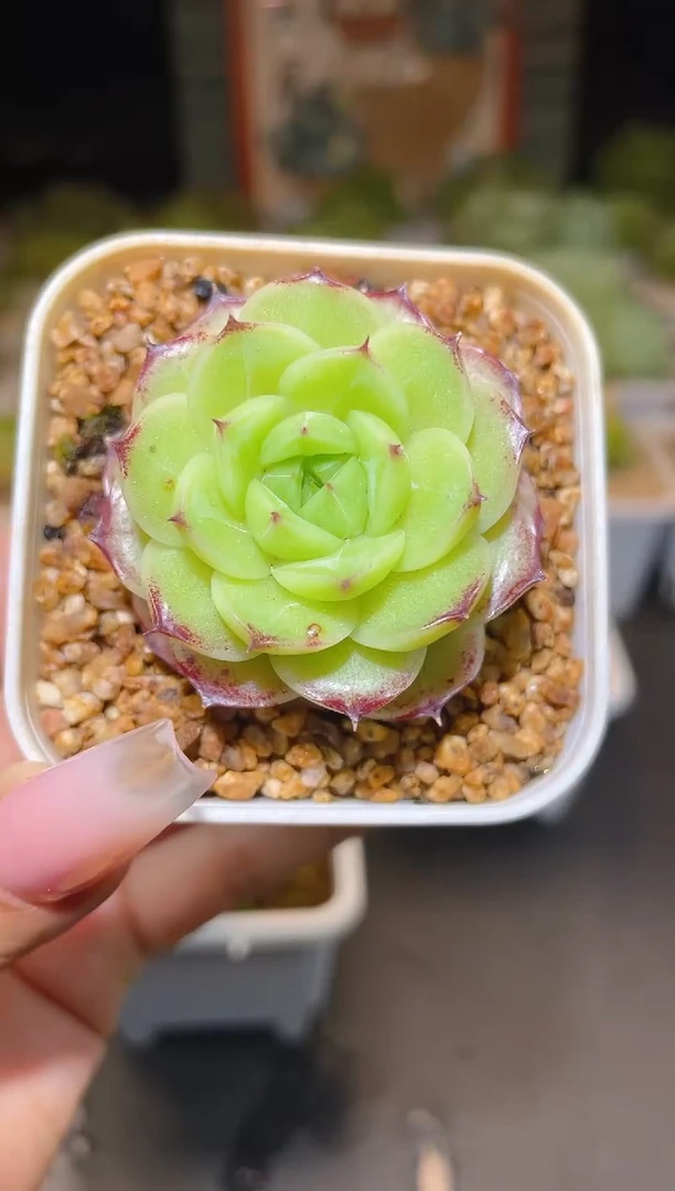 311  玫瑰花园  一物一拍