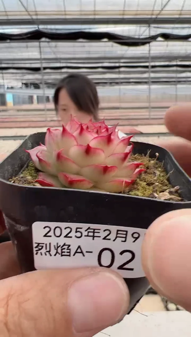 【闪购商品】烈焰A-2