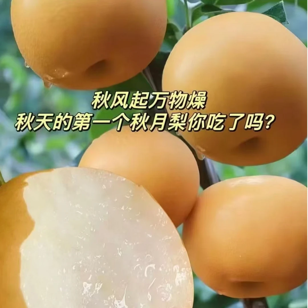 【莱阳秋月梨】正宗山东莱阳秋月梨脆甜多汁新鲜当季水果顺丰包邮