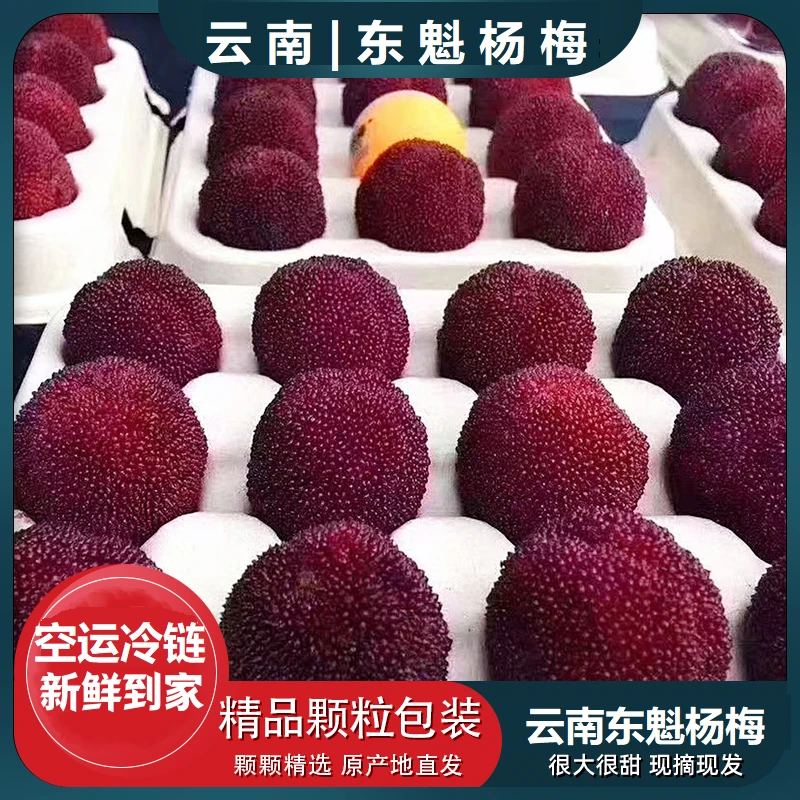 【东魁杨梅】新鲜云南高原特大果酸甜当季产地直发新鲜采摘空运发货