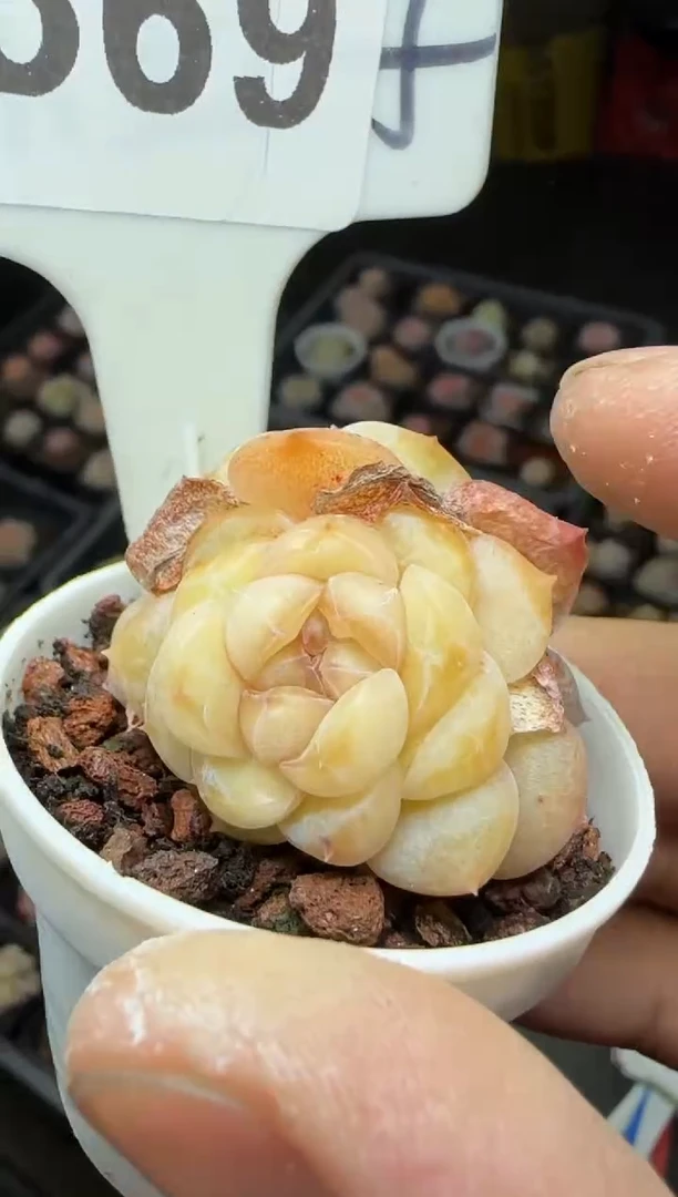 【闪购商品】一物一拍0216—369