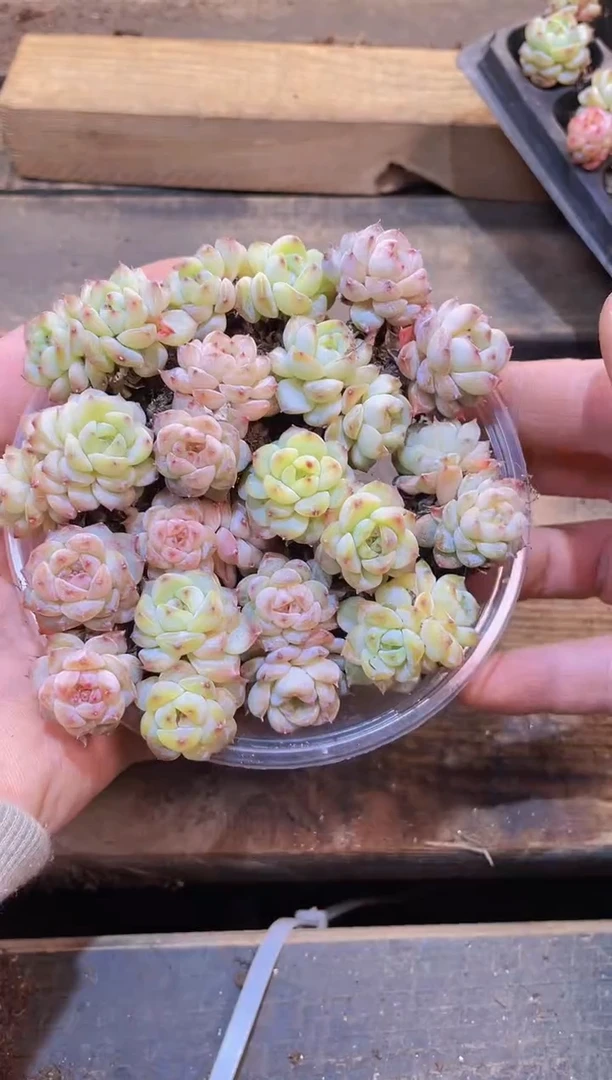 【闪购商品】020彩钻量拍1盒