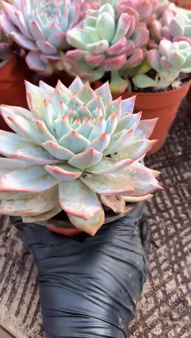 浅*爱多肉植物一物一拍26318