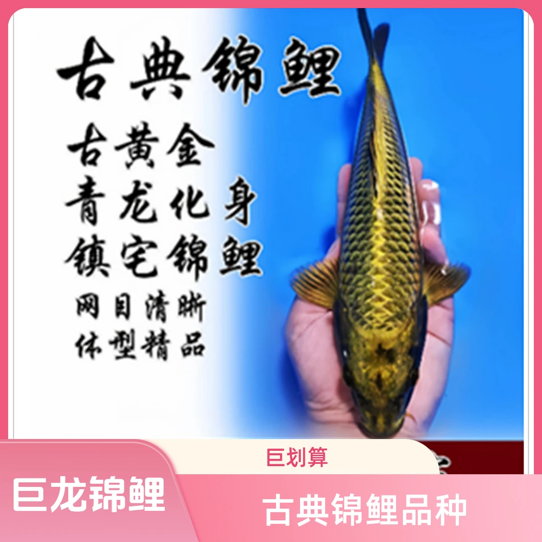 大型冷水观赏鱼精品古黄金锦鲤纯种红白火鲤三色鱼庭院自来水可养