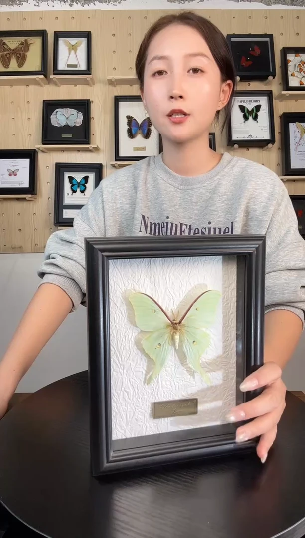 短尾大蚕蛾（蝴蝶装饰画7寸框）