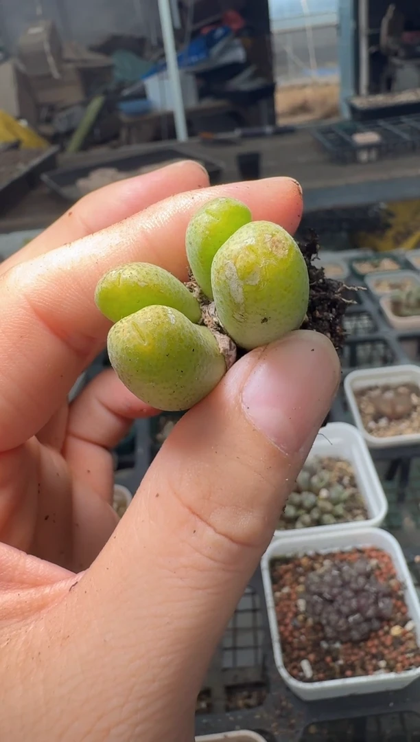11-224多肉植物肉锥