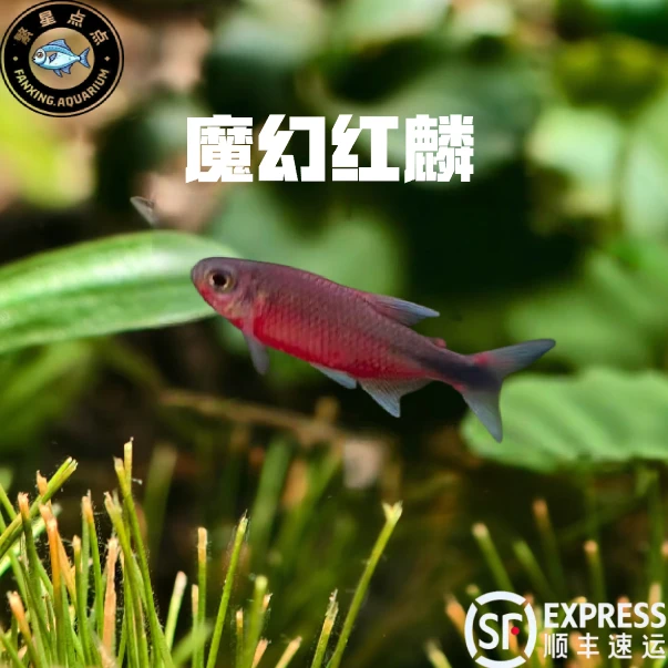 魔幻红鳞灯鱼 观赏鱼草缸南美中高端鱼小型热带鱼观赏鱼群游