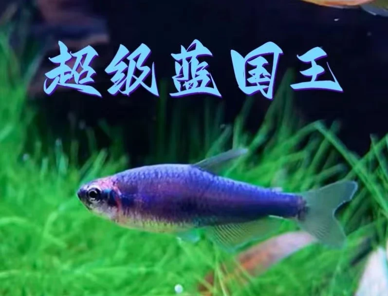超级蓝国王超级蓝凯瑞南美热带小型灯科观赏淡水群游鱼