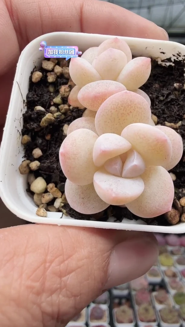 东云多肉园新款-105