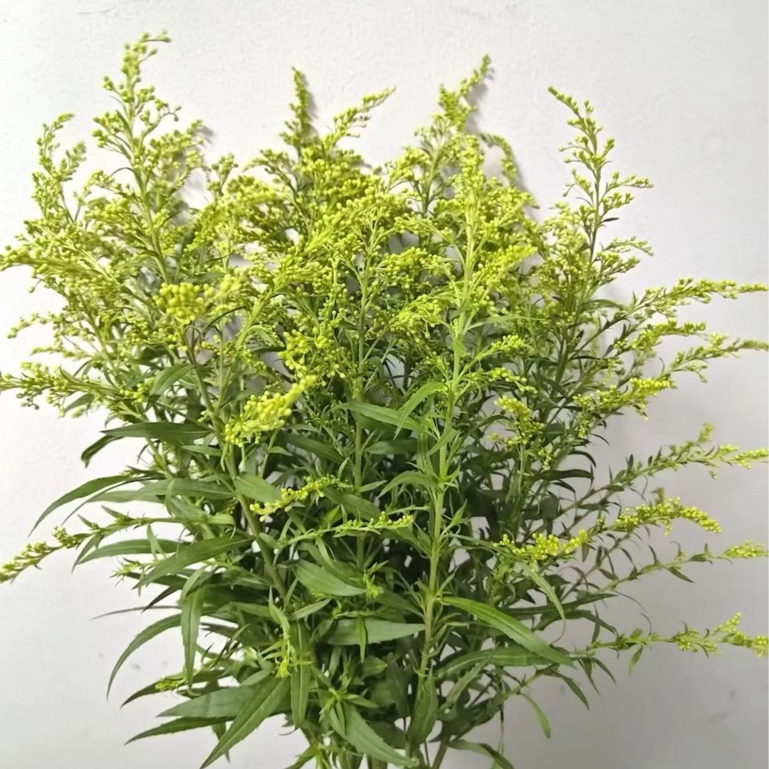 【春日来信】黄莺  两单以上包邮