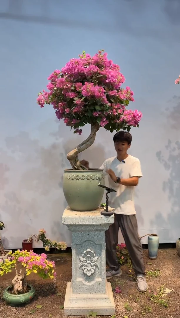 无花朵三角梅专场一物一拍31