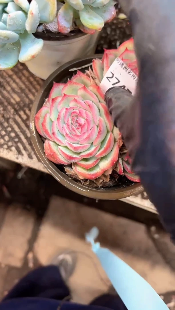 玥***6多肉植物一物一拍27473