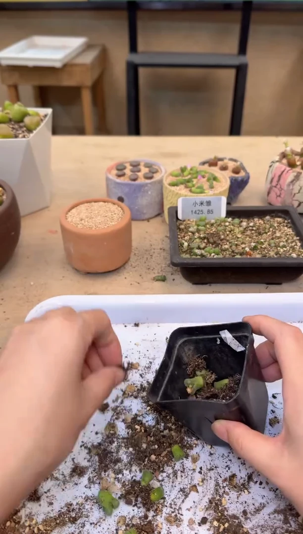 肉锥生石花10.15-260