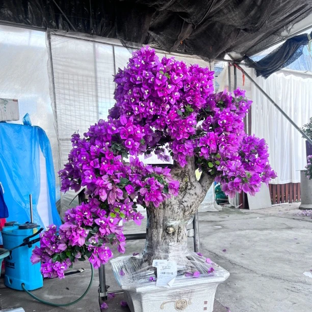 三角梅精品盆景一物一拍（全国包邮2）