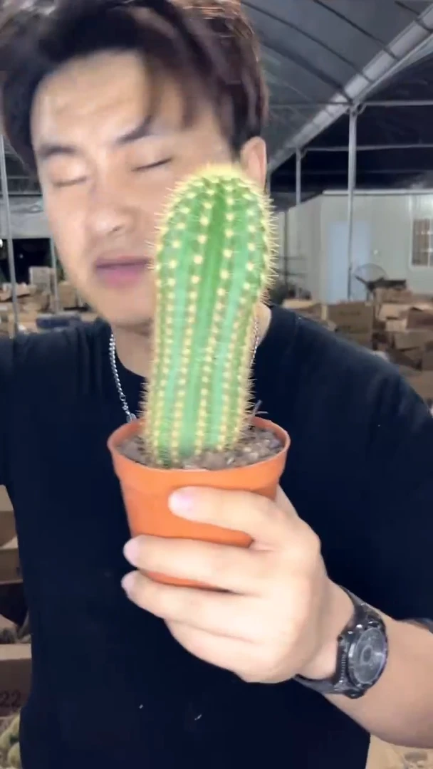 飞碟 毛花柱【带根】高10-15cm