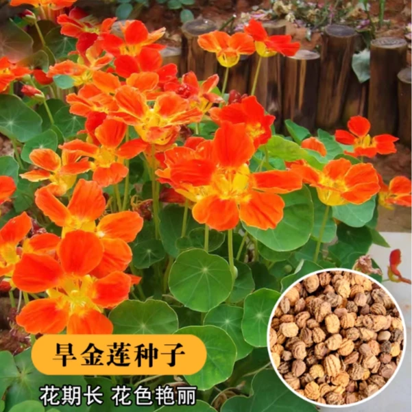 旱金莲种子花种籽子四季播种开花旱荷花籽爬藤盆栽花卉种子孑旱莲