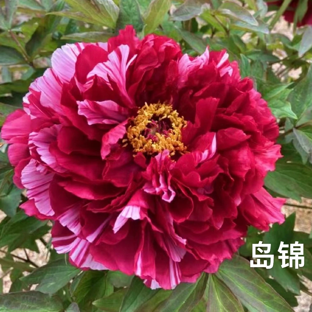 【岛锦】进口牡丹品种花苗 盆栽牡丹原盆原土 山东菏泽基地直发