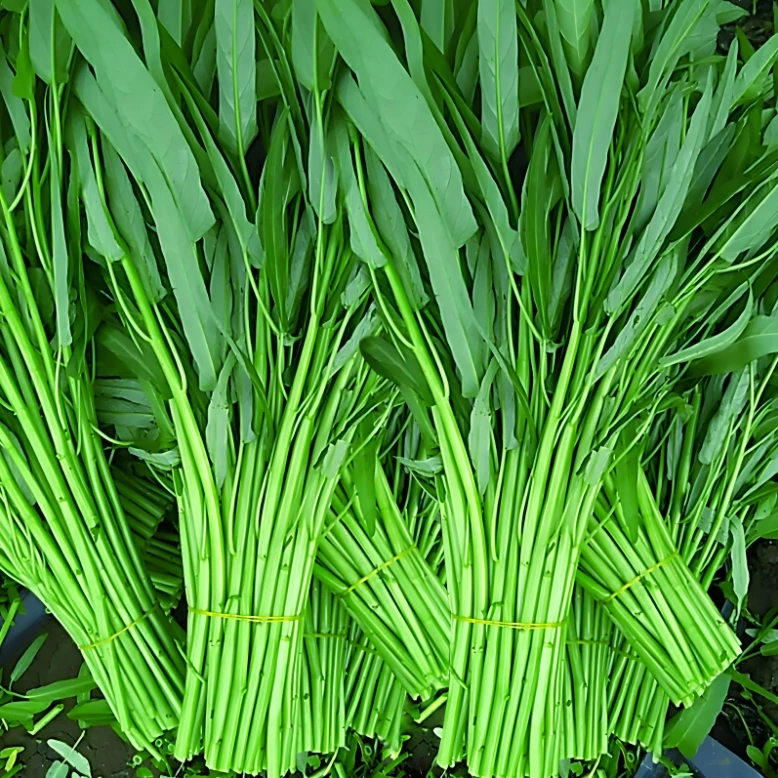 淘沐基地自产自销空心菜300g±30g绿色蔬菜空心菜