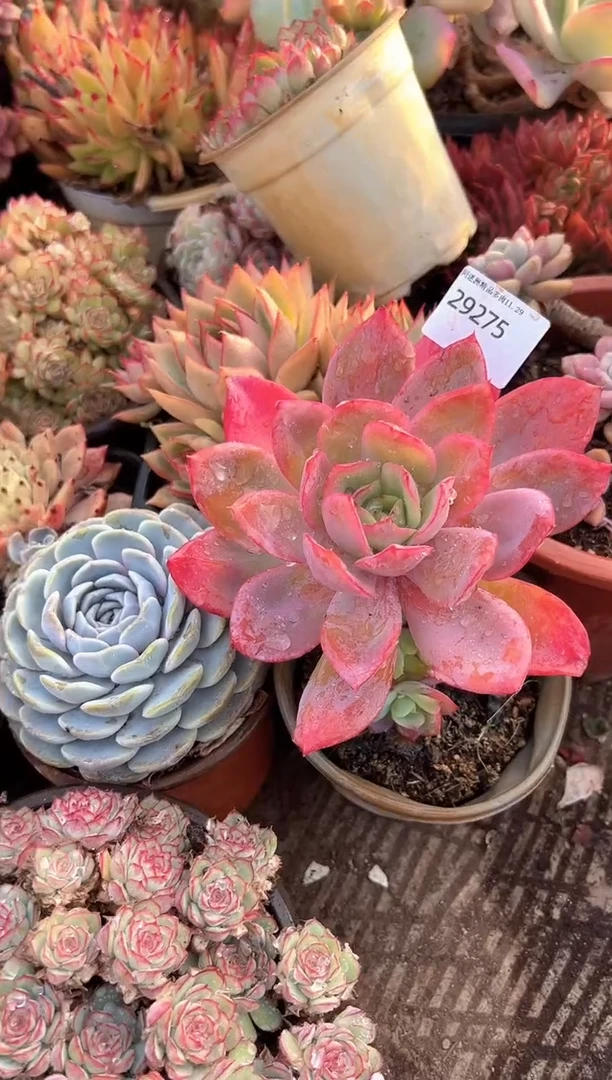 暗*多肉植物一物一拍29275