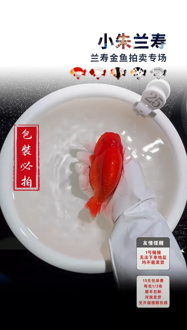 金鱼包装必拍未拍顺丰到付25号