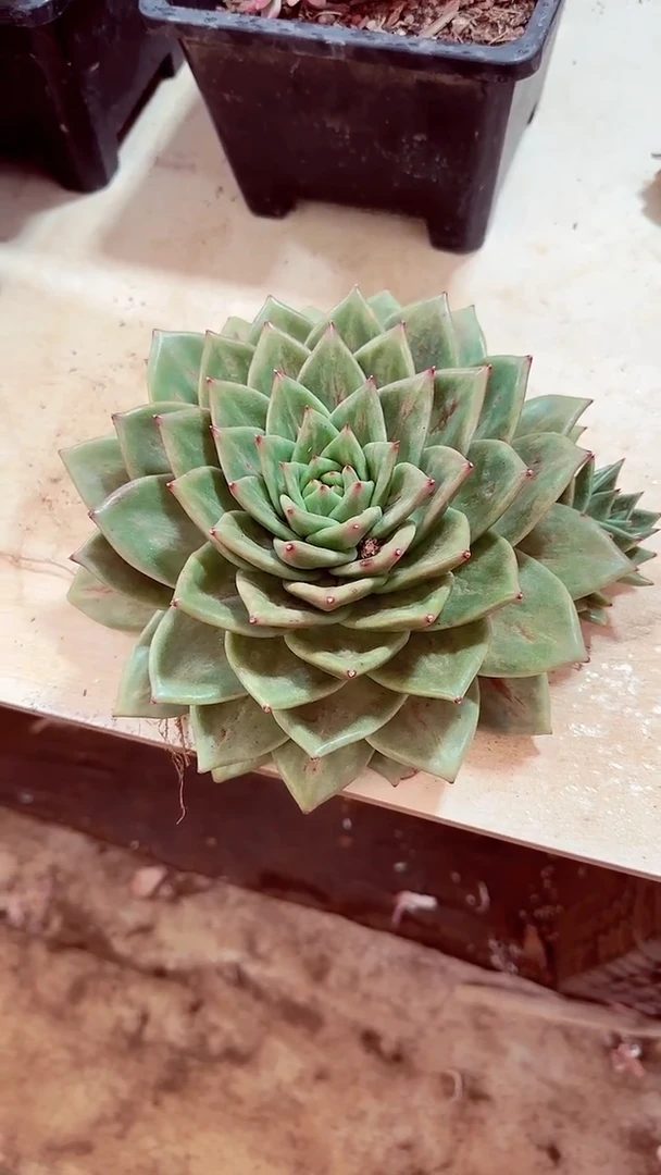 缘****️超大凸起一物一拍15