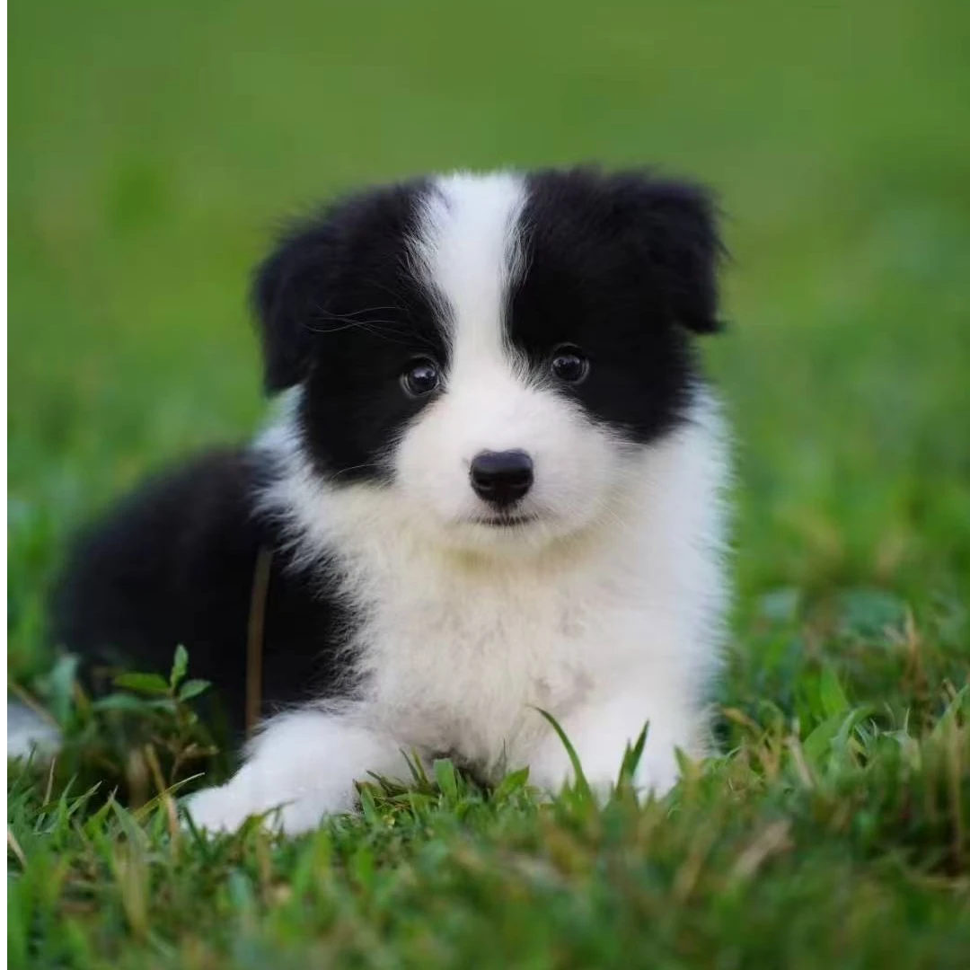 山山169李恒比格犬金毛三通大围脖黑白边牧巧克力陨石边牧