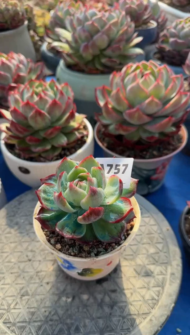 【闪购商品】A757惊鸿仙子（裸根发货）