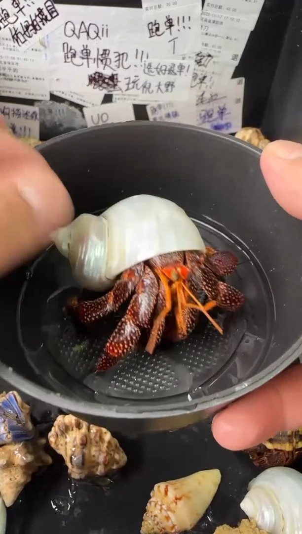 2.5口黑莓一只，不包全品