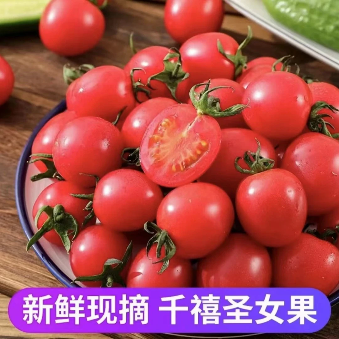 【XF】四川攀枝花露天种植千禧番茄水果西红柿圣女果