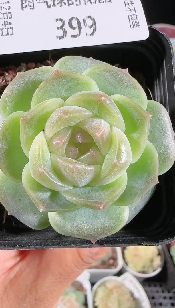 104-399bl-8多肉群生不包整