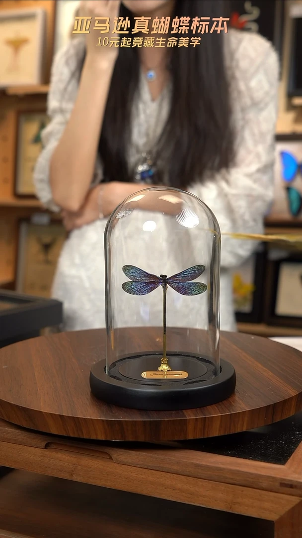 暗溪色蟌小号玻璃罩