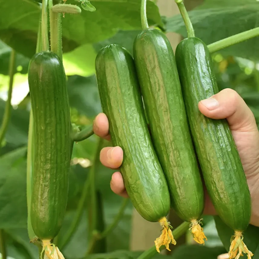 【全店满5元包邮】水果黄瓜种子 家庭种植 简单易上手
