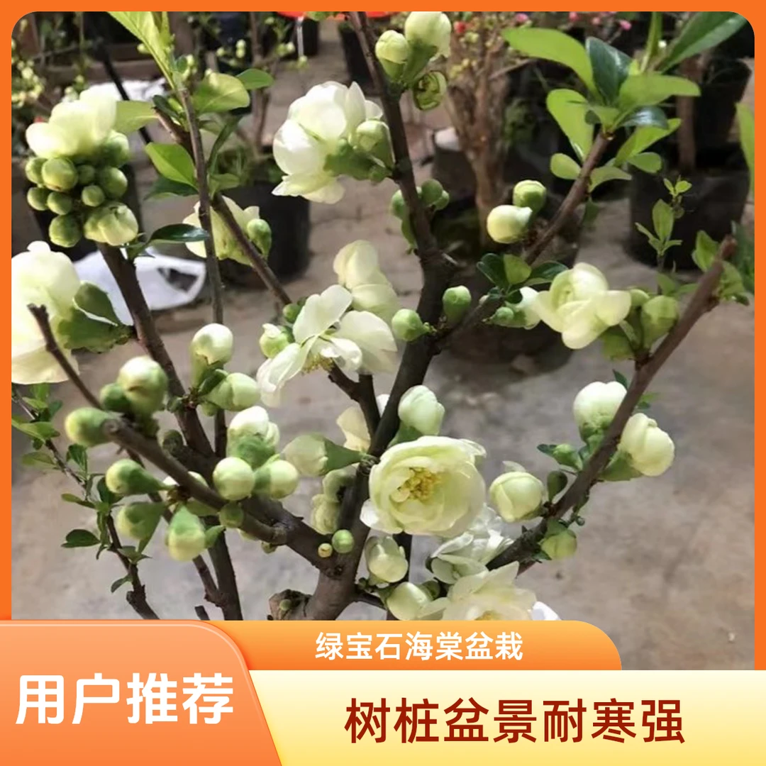 绿宝石海棠盆栽绿海棠盆景树桩耐寒室内庭院花卉绿植银长寿海棠树