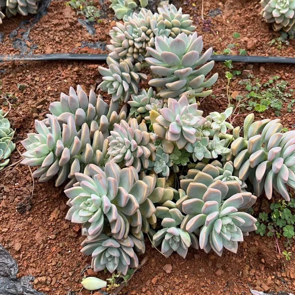 淡雪  精品多肉植物 新手好栽 好养 云南发货