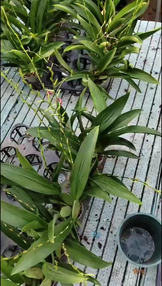 完全开放玲珑福利