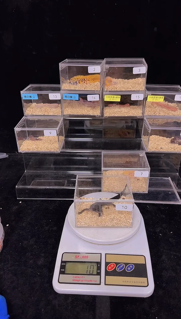 豹纹守宫豹纹守宫