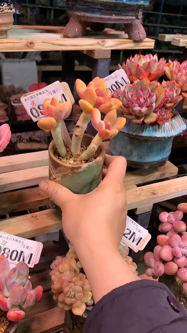 【闪购商品】089MMM