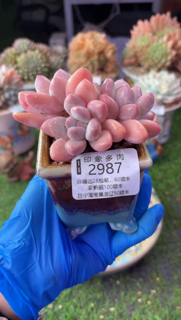 昆明印象多肉2987带盆发货