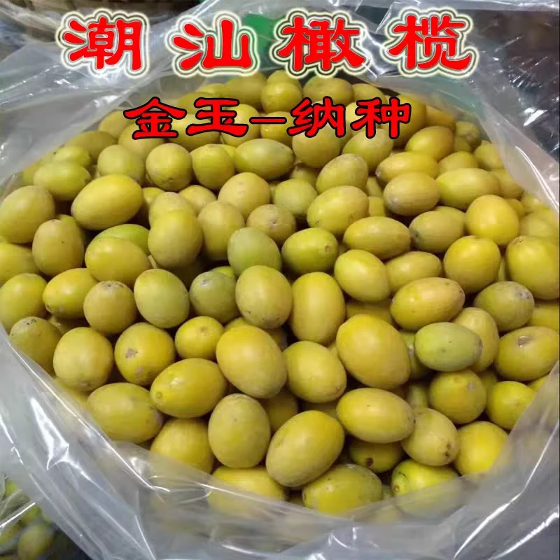 乡里阿蓉【纳种橄榄】潮汕特产当季水果新鲜水果酥甘潘韵味十足