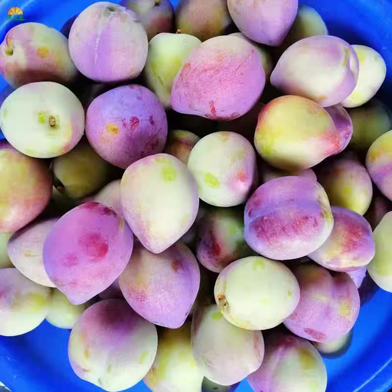 干碗李子 约1000g  00271