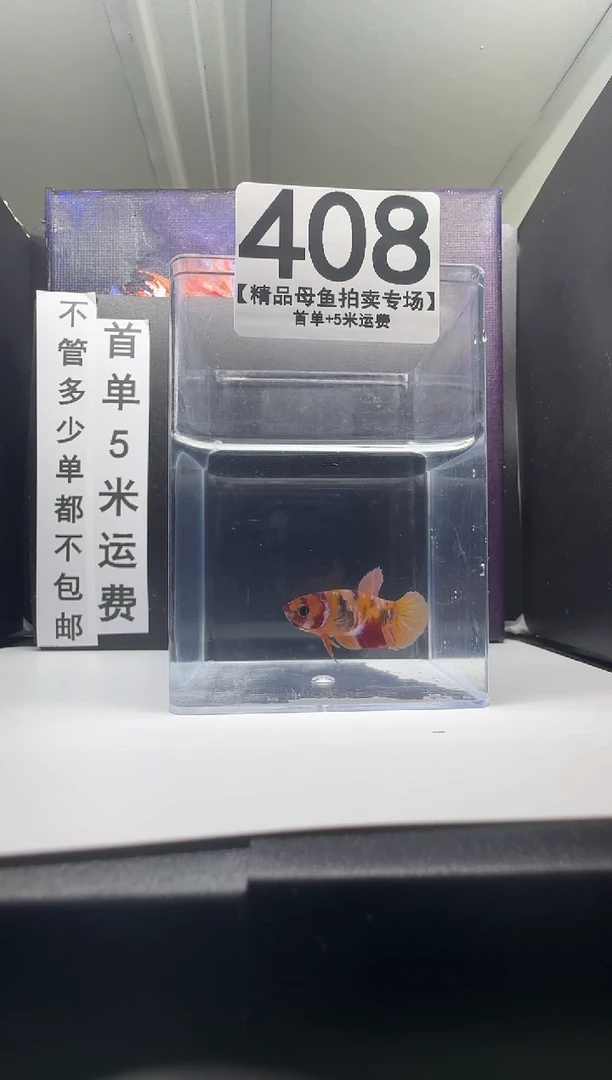 斗鱼母鱼编号：408