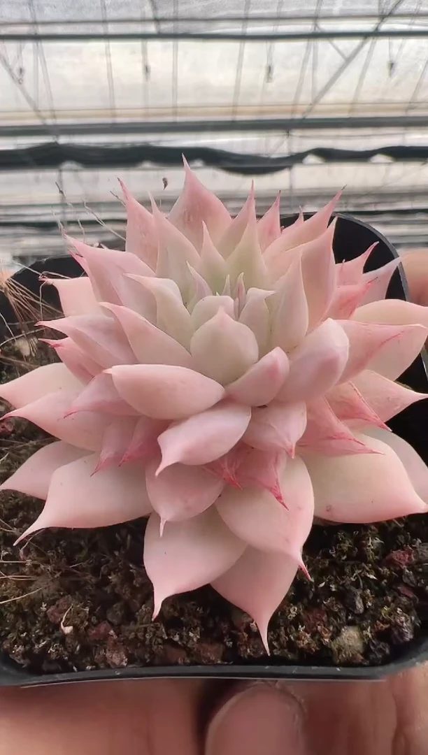 【闪购商品】新款多肉-166