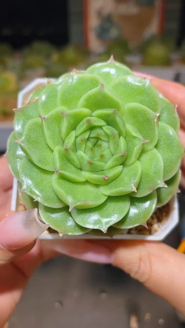 064优选一物一拍