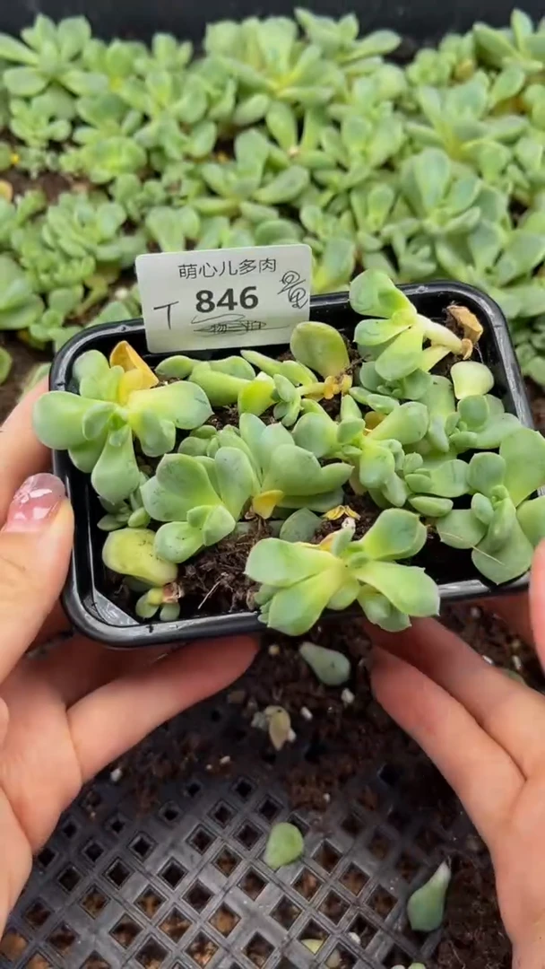 846 甜心T多肉植物量拍
