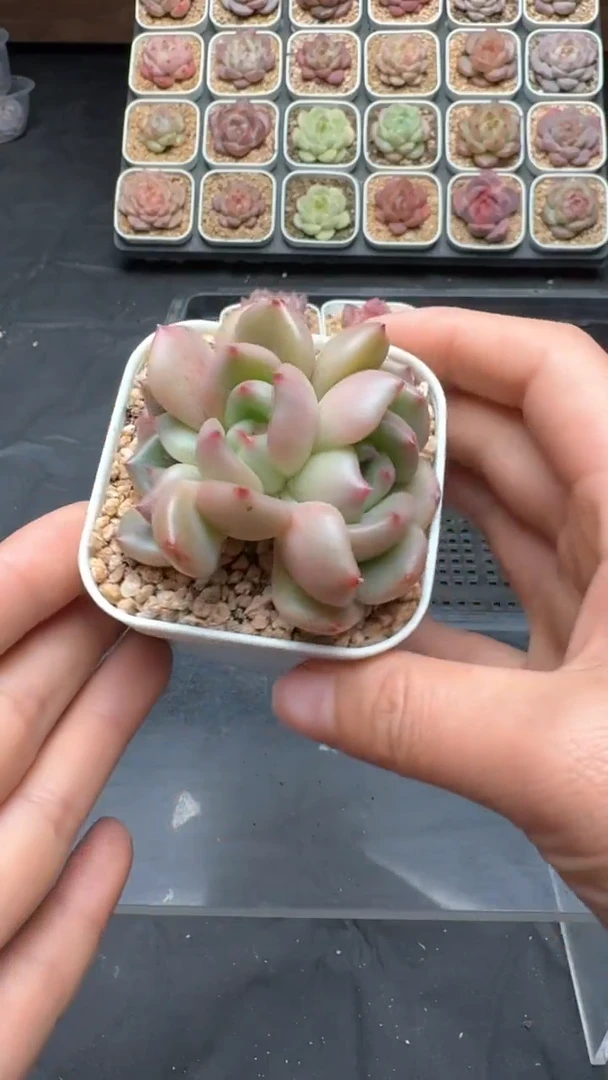 【闪购商品】121号珍妮多肉一物一拍3单包邮