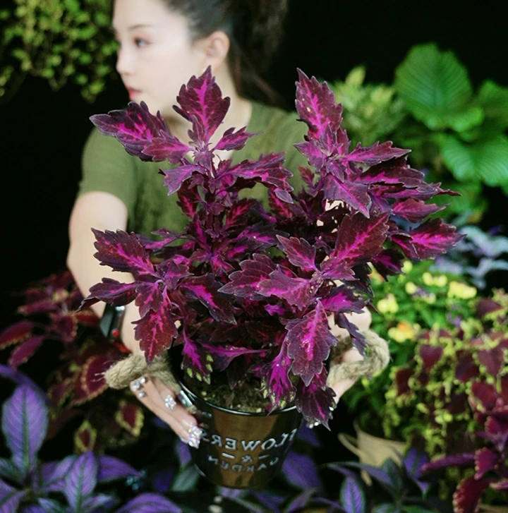 【新品尝鲜】紫斑斓火焰大苗彩叶草 五彩苏 颜色鲜艳好养耐热