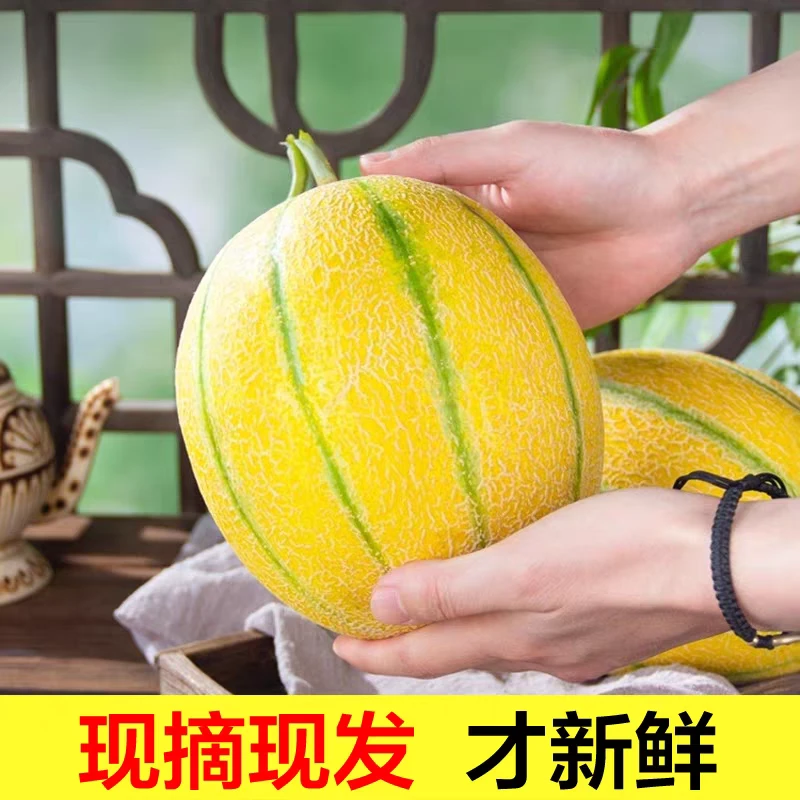 新疆老汉瓜当季新鲜水果软糯清爽香甜新疆当季特产黄金哈密瓜