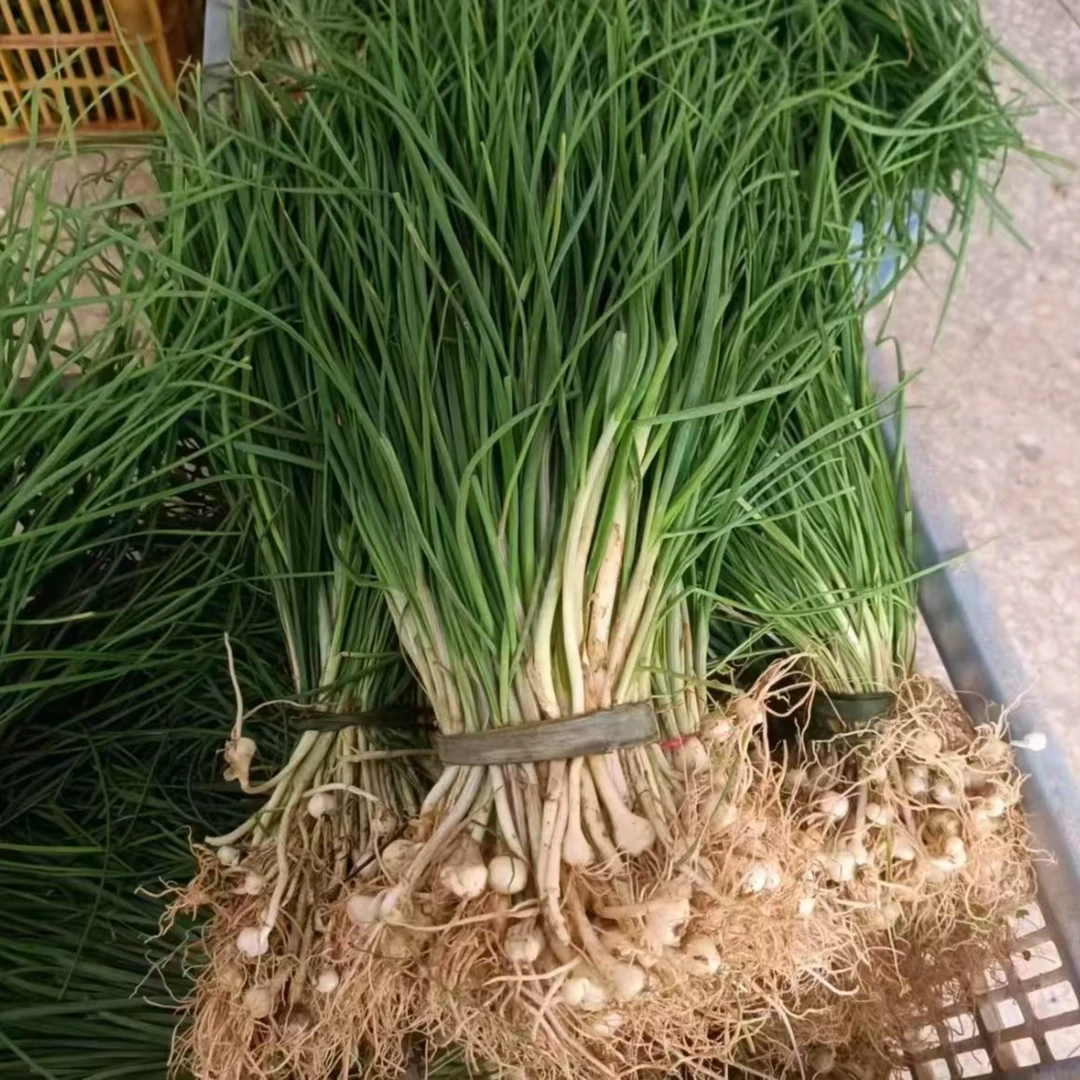 四川新鲜野生葱狗屎葱现挖小根葱大脑瓜野葱现挖现发小野葱子
