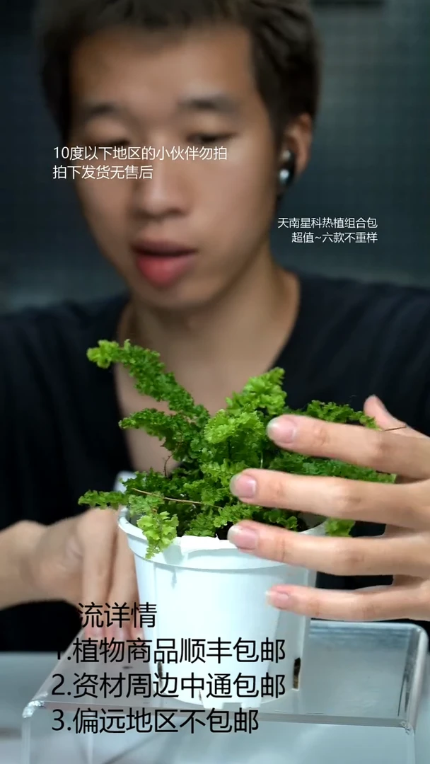 完全开放不知名蕨